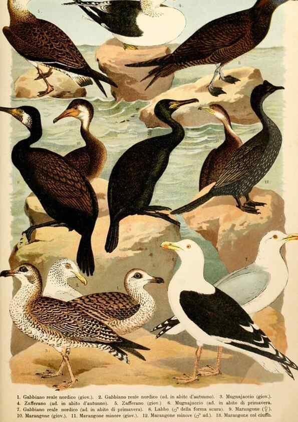 Reproducción/Reproduction 7413933832: Atlante ornitologico :. Milano :U. Hoepli,1902.
