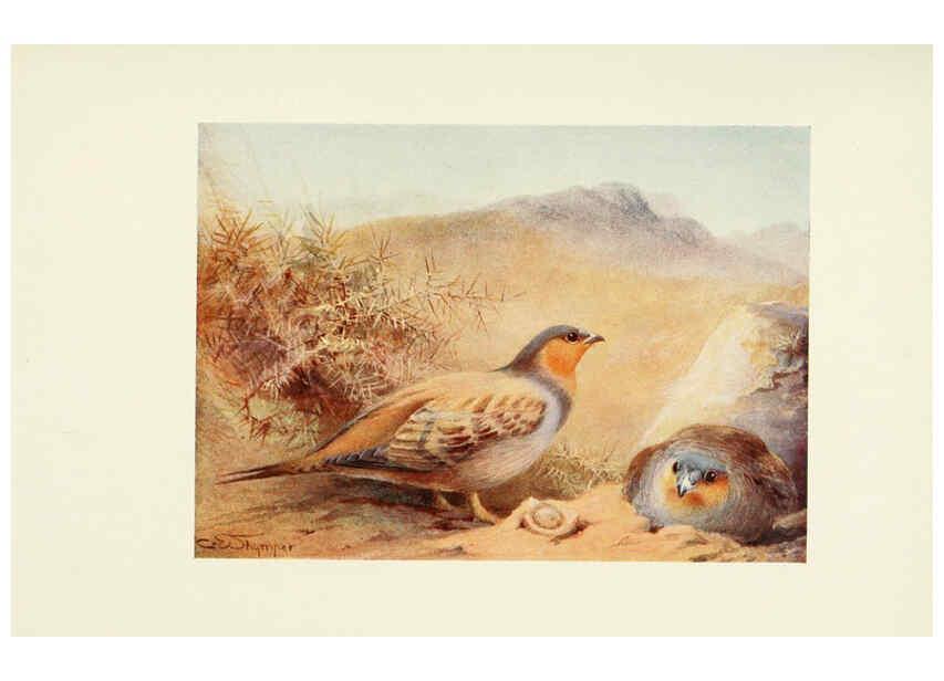 Reproducción/Reproduction 6465938719: Egyptian birds for the most part seen in the Nile Valley London,A. and C. Black,1909