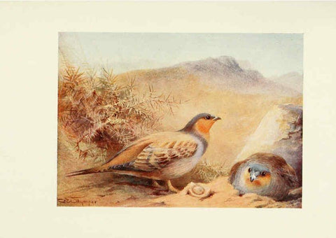 Reproducción/Reproduction 6465938719: Egyptian birds for the most part seen in the Nile Valley London,A. and C. Black,1909