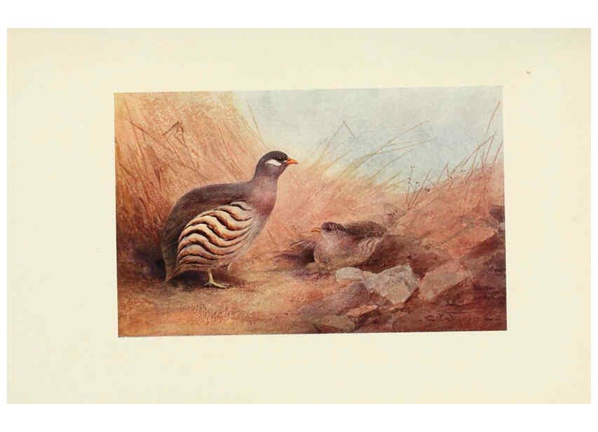 Reproducción/Reproduction 6465939281: Egyptian birds for the most part seen in the Nile Valley London,A. and C. Black,1909