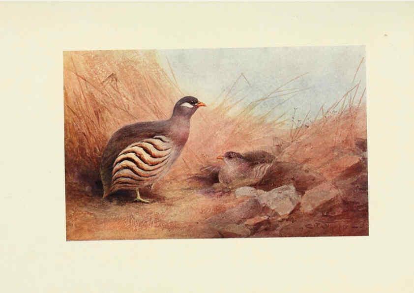 Reproducción/Reproduction 6465939281: Egyptian birds for the most part seen in the Nile Valley London,A. and C. Black,1909