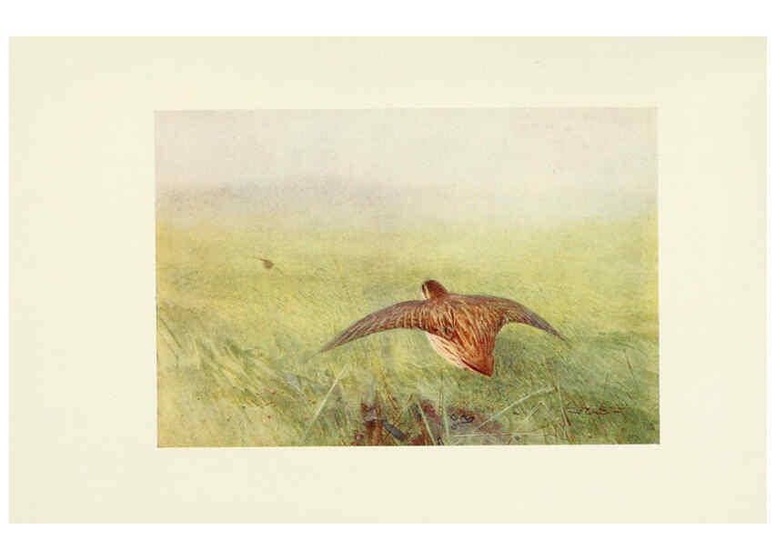 Reproducción/Reproduction 6465939787: Egyptian birds for the most part seen in the Nile Valley London,A. and C. Black,1909