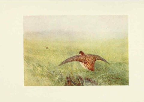 Reproducción/Reproduction 6465939787: Egyptian birds for the most part seen in the Nile Valley London,A. and C. Black,1909