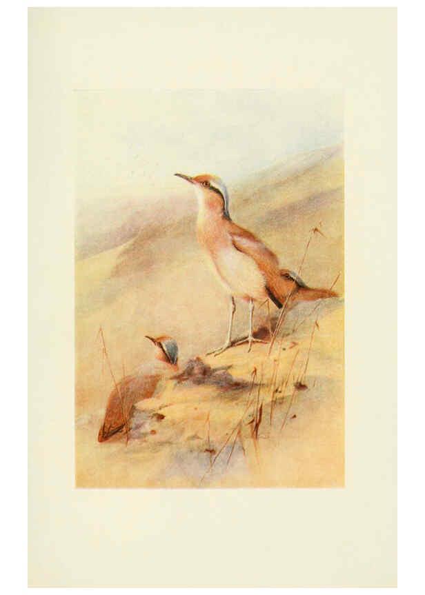Reproducción/Reproduction 6465940379: Egyptian birds for the most part seen in the Nile Valley London,A. and C. Black,1909
