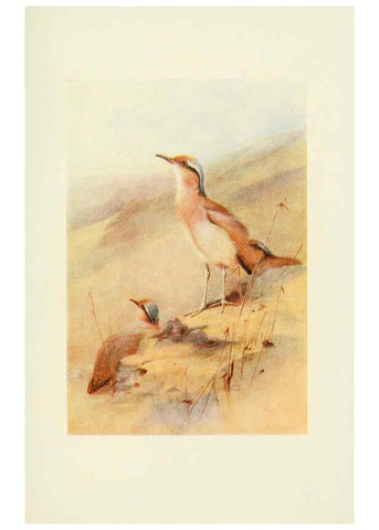 Reproducción/Reproduction 6465940379: Egyptian birds for the most part seen in the Nile Valley London,A. and C. Black,1909