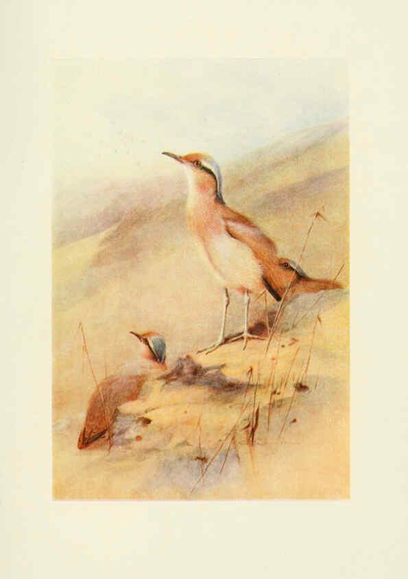 Reproducción/Reproduction 6465940379: Egyptian birds for the most part seen in the Nile Valley London,A. and C. Black,1909