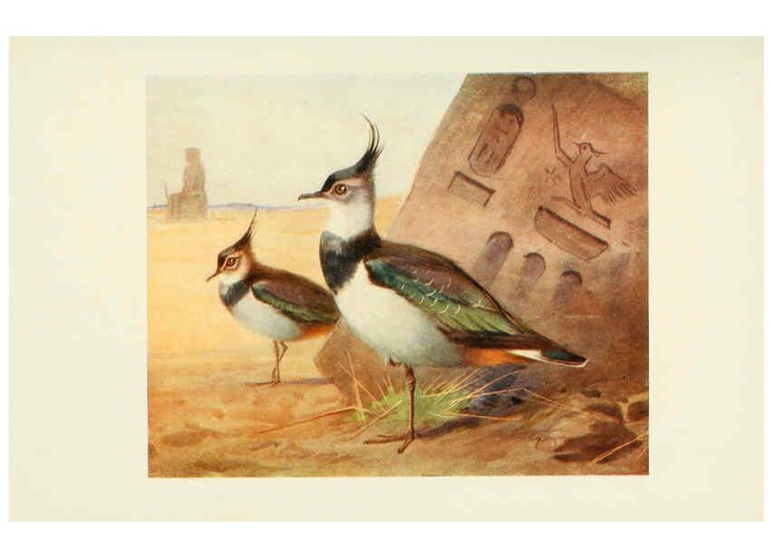 Reproducción/Reproduction 6465940915: Egyptian birds for the most part seen in the Nile Valley London,A. and C. Black,1909
