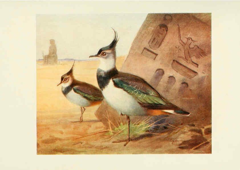 Reproducción/Reproduction 6465940915: Egyptian birds for the most part seen in the Nile Valley London,A. and C. Black,1909