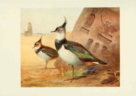 Reproducción/Reproduction 6465940915: Egyptian birds for the most part seen in the Nile Valley London,A. and C. Black,1909