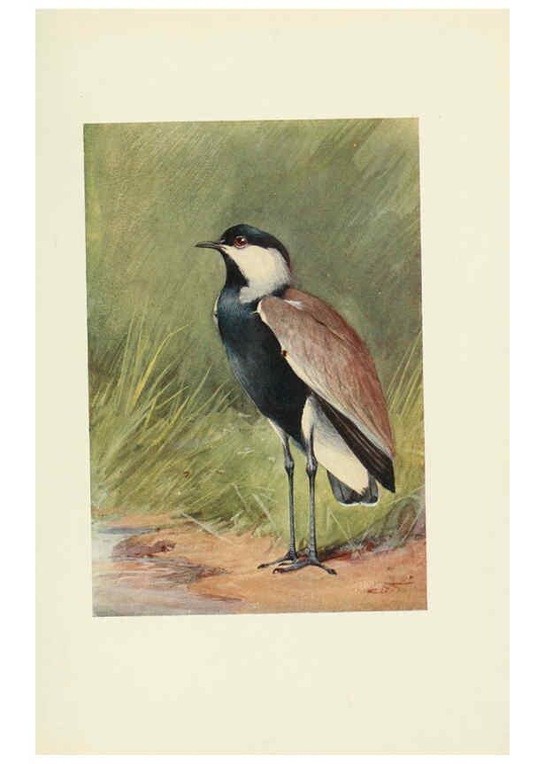 Reproducción/Reproduction 6465941315: Egyptian birds for the most part seen in the Nile Valley London,A. and C. Black,1909