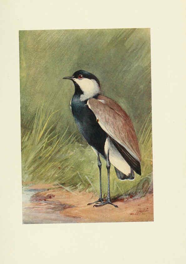 Reproducción/Reproduction 6465941315: Egyptian birds for the most part seen in the Nile Valley London,A. and C. Black,1909