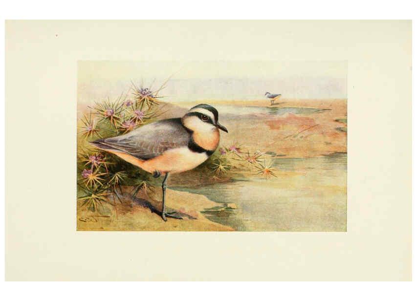 Reproducción/Reproduction 6465941855: Egyptian birds for the most part seen in the Nile Valley London,A. and C. Black,1909