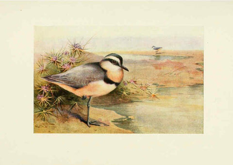 Reproducción/Reproduction 6465941855: Egyptian birds for the most part seen in the Nile Valley London,A. and C. Black,1909