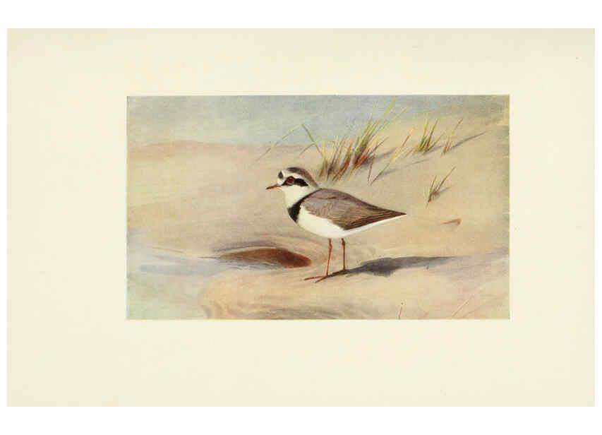 Reproducción/Reproduction 6465942395: Egyptian birds for the most part seen in the Nile Valley London,A. and C. Black,1909