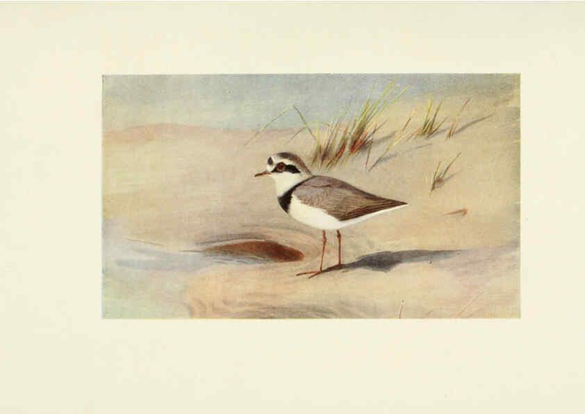 Reproducción/Reproduction 6465942395: Egyptian birds for the most part seen in the Nile Valley London,A. and C. Black,1909