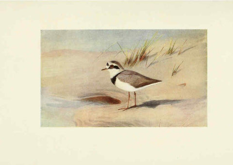 Reproducción/Reproduction 6465942395: Egyptian birds for the most part seen in the Nile Valley London,A. and C. Black,1909