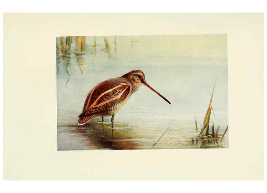 Reproducción/Reproduction 6465942769: Egyptian birds for the most part seen in the Nile Valley London,A. and C. Black,1909