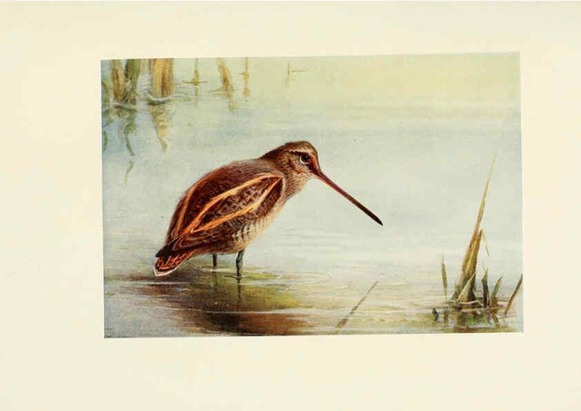 Reproducción/Reproduction 6465942769: Egyptian birds for the most part seen in the Nile Valley London,A. and C. Black,1909