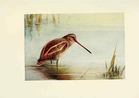 Reproducción/Reproduction 6465942769: Egyptian birds for the most part seen in the Nile Valley London,A. and C. Black,1909