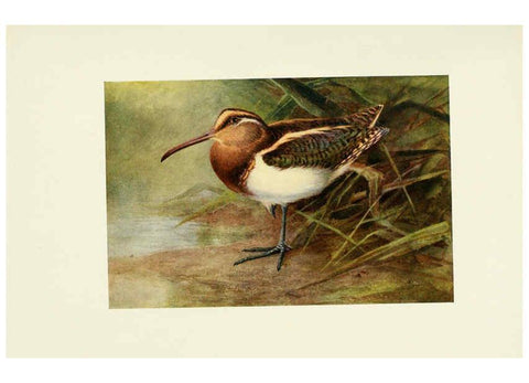 Reproducción/Reproduction 6465943161: Egyptian birds for the most part seen in the Nile Valley London,A. and C. Black,1909