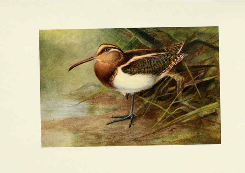 Reproducción/Reproduction 6465943161: Egyptian birds for the most part seen in the Nile Valley London,A. and C. Black,1909