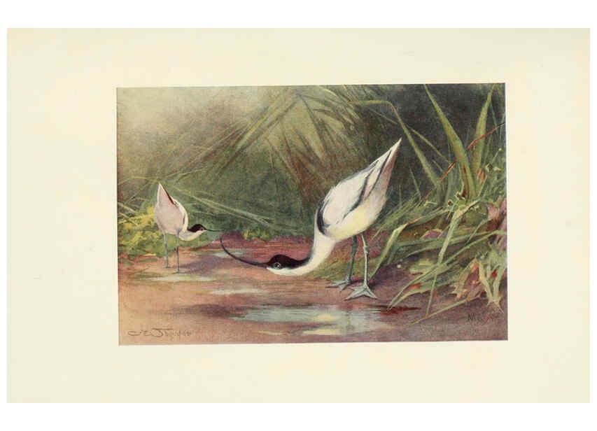Reproducción/Reproduction 6465943911: Egyptian birds for the most part seen in the Nile Valley London,A. and C. Black,1909