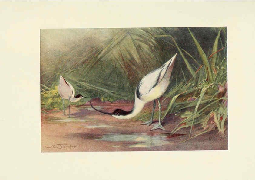 Reproducción/Reproduction 6465943911: Egyptian birds for the most part seen in the Nile Valley London,A. and C. Black,1909