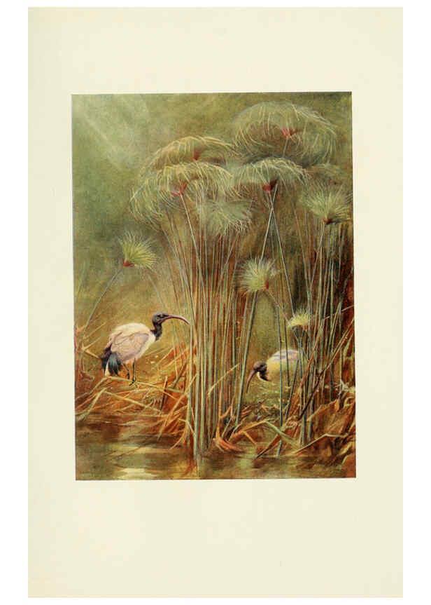 Reproducción/Reproduction 6465944401: Egyptian birds for the most part seen in the Nile Valley London,A. and C. Black,1909