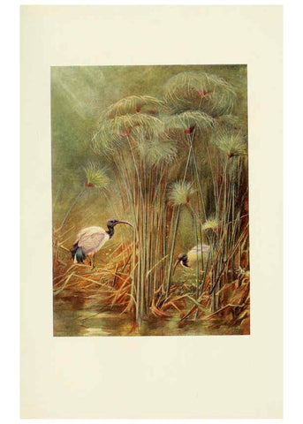 Reproducción/Reproduction 6465944401: Egyptian birds for the most part seen in the Nile Valley London,A. and C. Black,1909