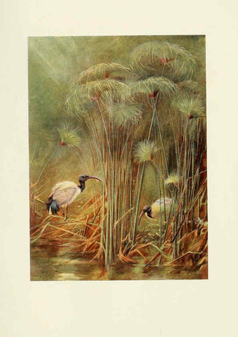 Reproducción/Reproduction 6465944401: Egyptian birds for the most part seen in the Nile Valley London,A. and C. Black,1909