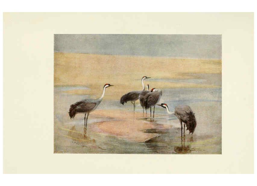 Reproducción/Reproduction 6465944949: Egyptian birds for the most part seen in the Nile Valley London,A. and C. Black,1909