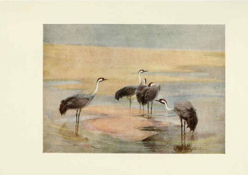 Reproducción/Reproduction 6465944949: Egyptian birds for the most part seen in the Nile Valley London,A. and C. Black,1909