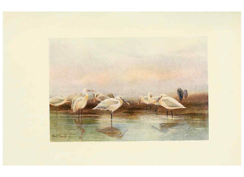 Reproducción/Reproduction 6465945471: Egyptian birds for the most part seen in the Nile Valley London,A. and C. Black,1909