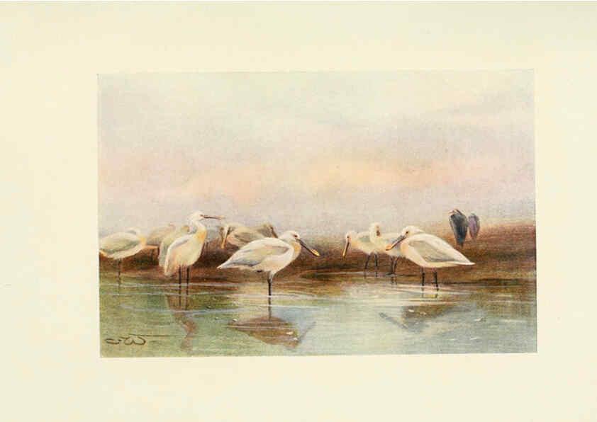 Reproducción/Reproduction 6465945471: Egyptian birds for the most part seen in the Nile Valley London,A. and C. Black,1909