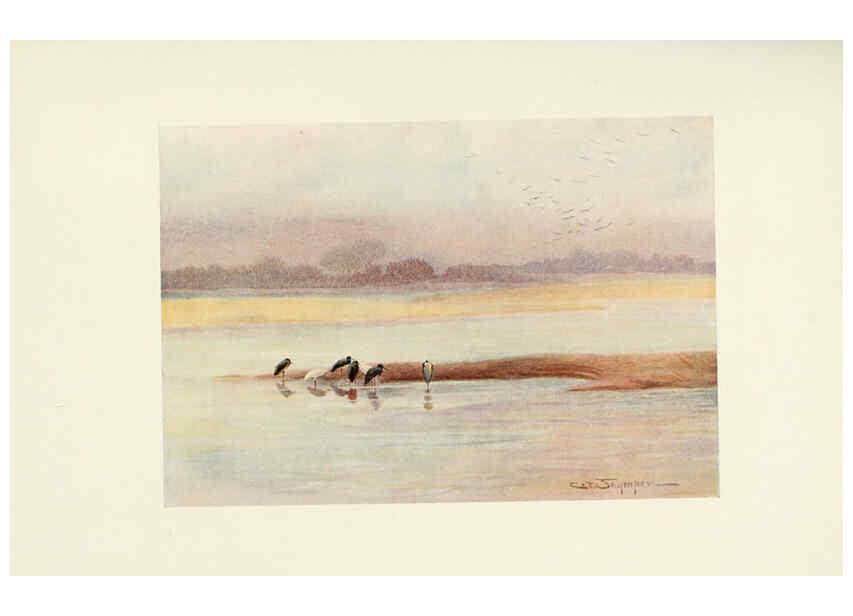 Reproducción/Reproduction 6465945985: Egyptian birds for the most part seen in the Nile Valley London,A. and C. Black,1909