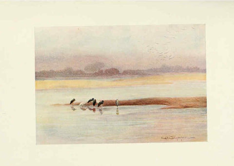 Reproducción/Reproduction 6465945985: Egyptian birds for the most part seen in the Nile Valley London,A. and C. Black,1909