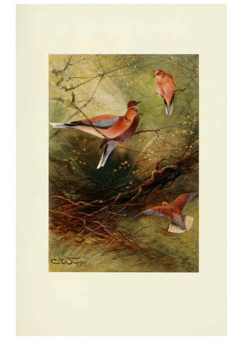 Reproducción/Reproduction 6465938169: Egyptian birds for the most part seen in the Nile Valley London,A. and C. Black,1909