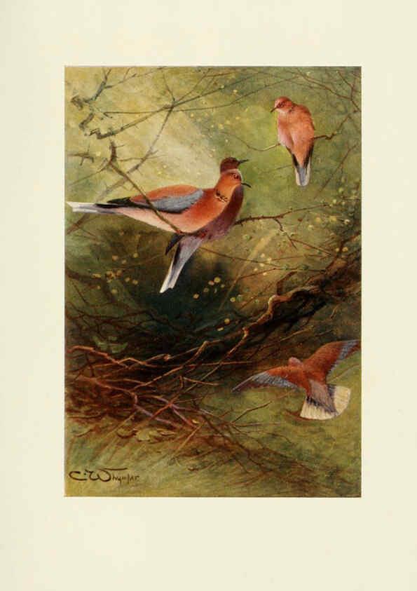 Reproducción/Reproduction 6465938169: Egyptian birds for the most part seen in the Nile Valley London,A. and C. Black,1909