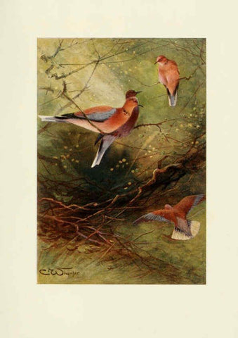 Reproducción/Reproduction 6465938169: Egyptian birds for the most part seen in the Nile Valley London,A. and C. Black,1909