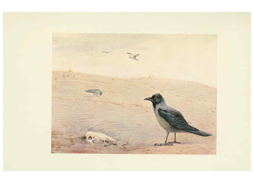 Reproducción/Reproduction 6465937671: Egyptian birds for the most part seen in the Nile Valley London,A. and C. Black,1909