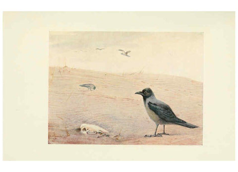 Reproducción/Reproduction 6465937671: Egyptian birds for the most part seen in the Nile Valley London,A. and C. Black,1909