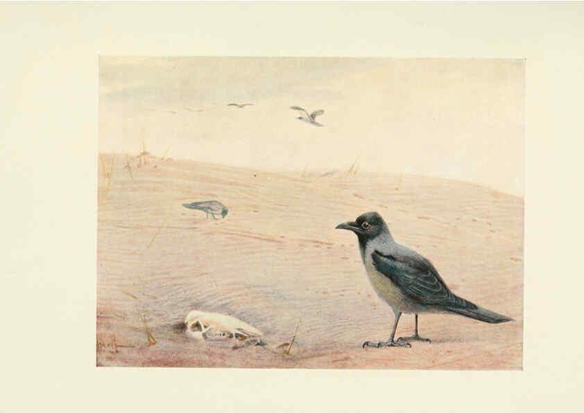 Reproducción/Reproduction 6465937671: Egyptian birds for the most part seen in the Nile Valley London,A. and C. Black,1909