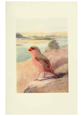 Reproducción/Reproduction 6465937181: Egyptian birds for the most part seen in the Nile Valley London,A. and C. Black,1909
