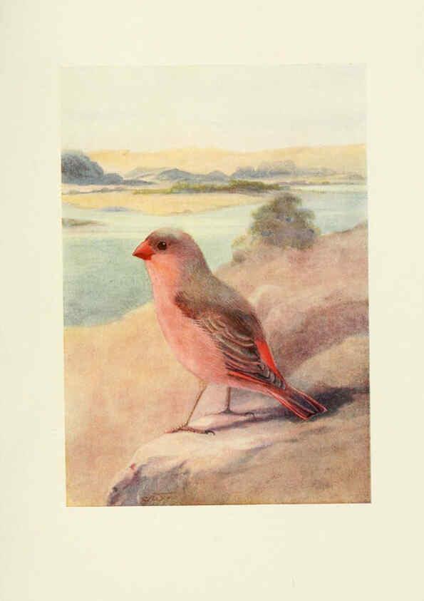 Reproducción/Reproduction 6465937181: Egyptian birds for the most part seen in the Nile Valley London,A. and C. Black,1909