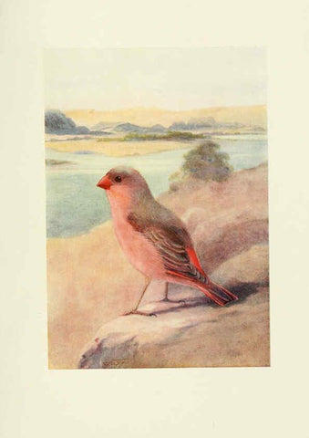 Reproducción/Reproduction 6465937181: Egyptian birds for the most part seen in the Nile Valley London,A. and C. Black,1909