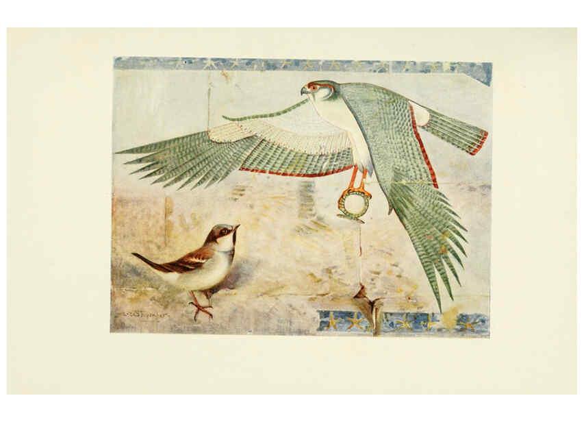 Reproducción/Reproduction 6465936849: Egyptian birds for the most part seen in the Nile Valley London,A. and C. Black,1909