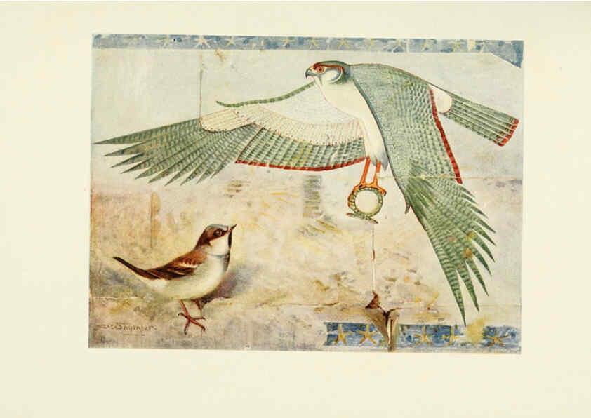Reproducción/Reproduction 6465936849: Egyptian birds for the most part seen in the Nile Valley London,A. and C. Black,1909