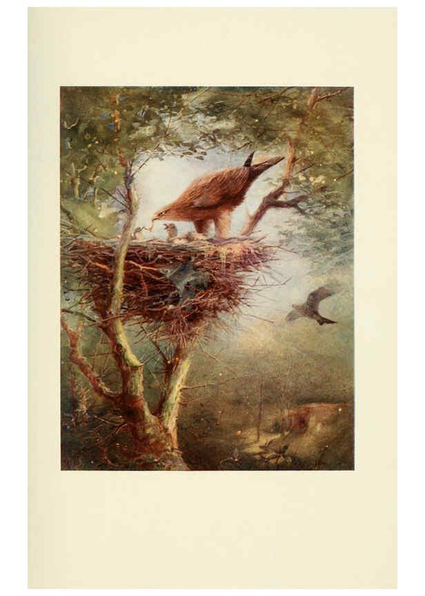 Reproducción/Reproduction 6465929319: Egyptian birds for the most part seen in the Nile Valley London,A. and C. Black,1909