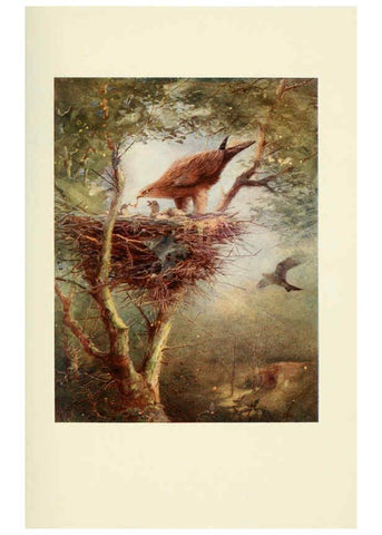 Reproducción/Reproduction 6465929319: Egyptian birds for the most part seen in the Nile Valley London,A. and C. Black,1909