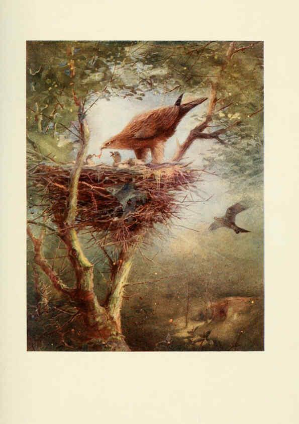 Reproducción/Reproduction 6465929319: Egyptian birds for the most part seen in the Nile Valley London,A. and C. Black,1909